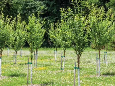 news_2021-oct_treeplanting.jpg